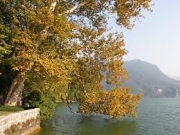 Tree and lake